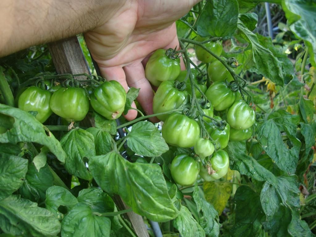  photo DSC04714Copy.jpg